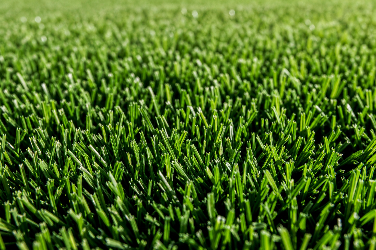 TifTuf Bermuda Grass — fine leaf, dense, perfectly mown lawn